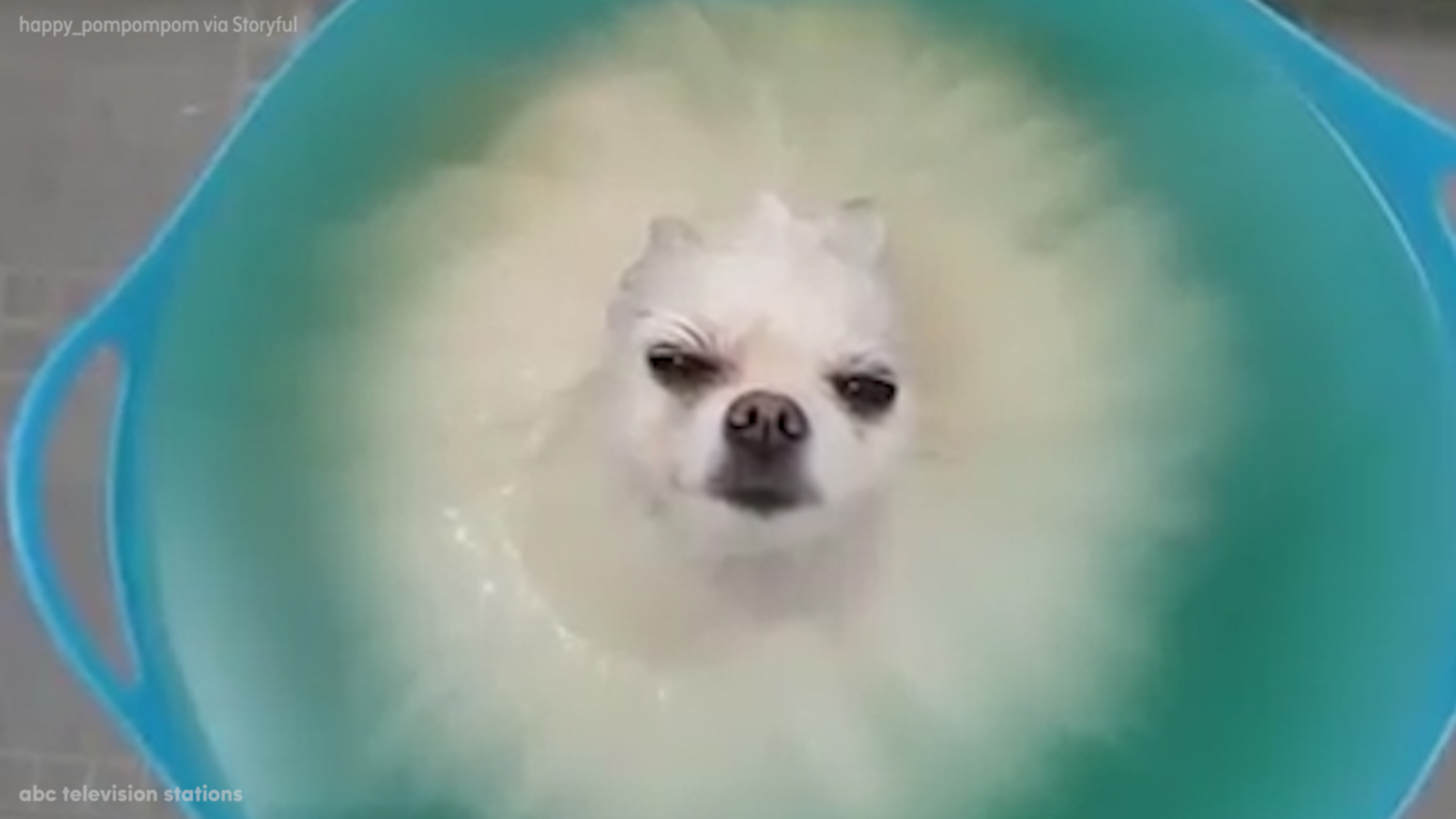 Dog tries to stay awake during bath ABC7 Los Angeles