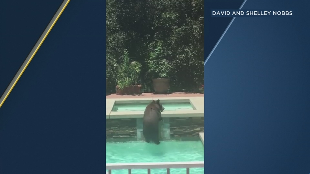 Full video: Bear takes backyard swim in La Verne