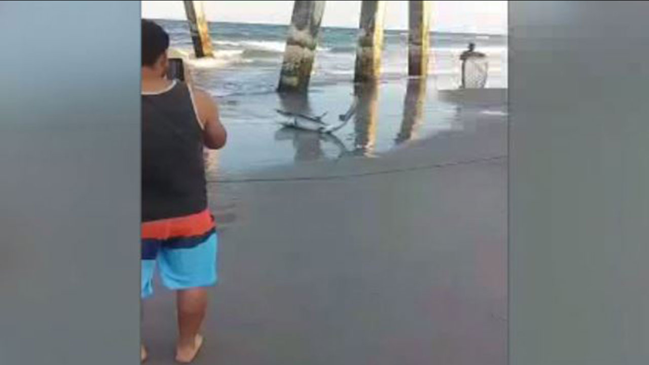 Shark Bites Man Off North Carolina Coast Abc11