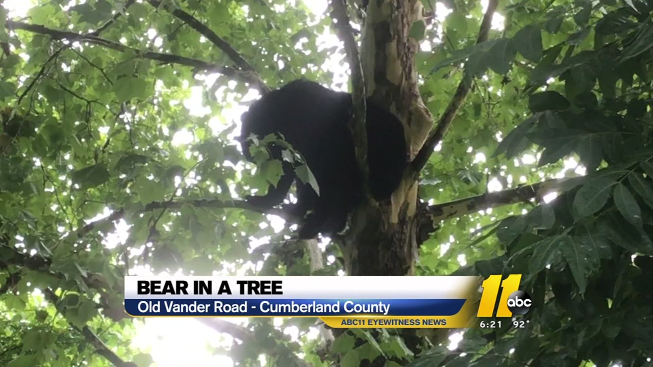 Bear in a tree in Cumberland County