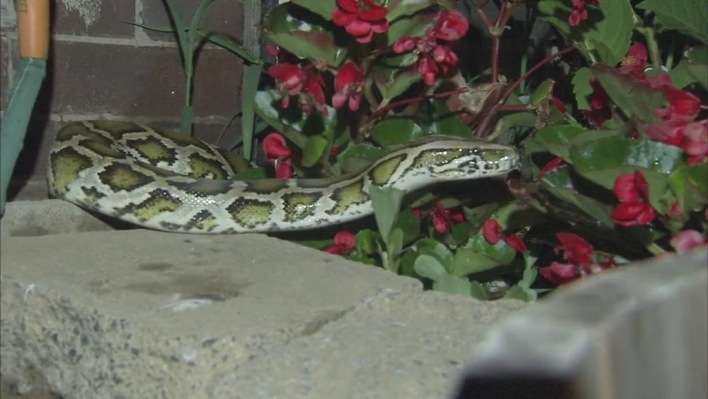 9-foot snake found outside home