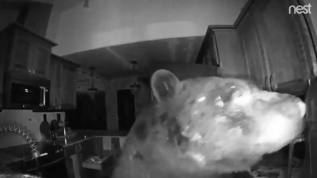 Family sleeps as 375-pound bear ransacks home