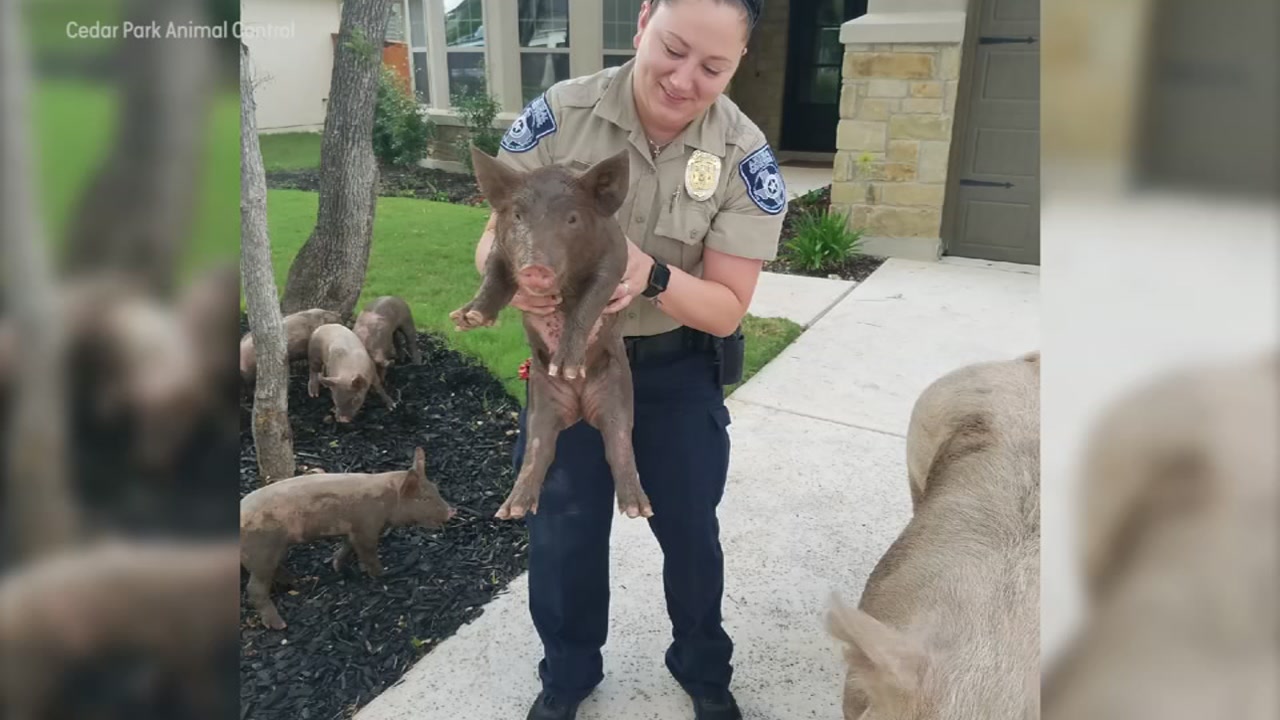Animal control lures escaped pigs back with Doritos and Cheetos