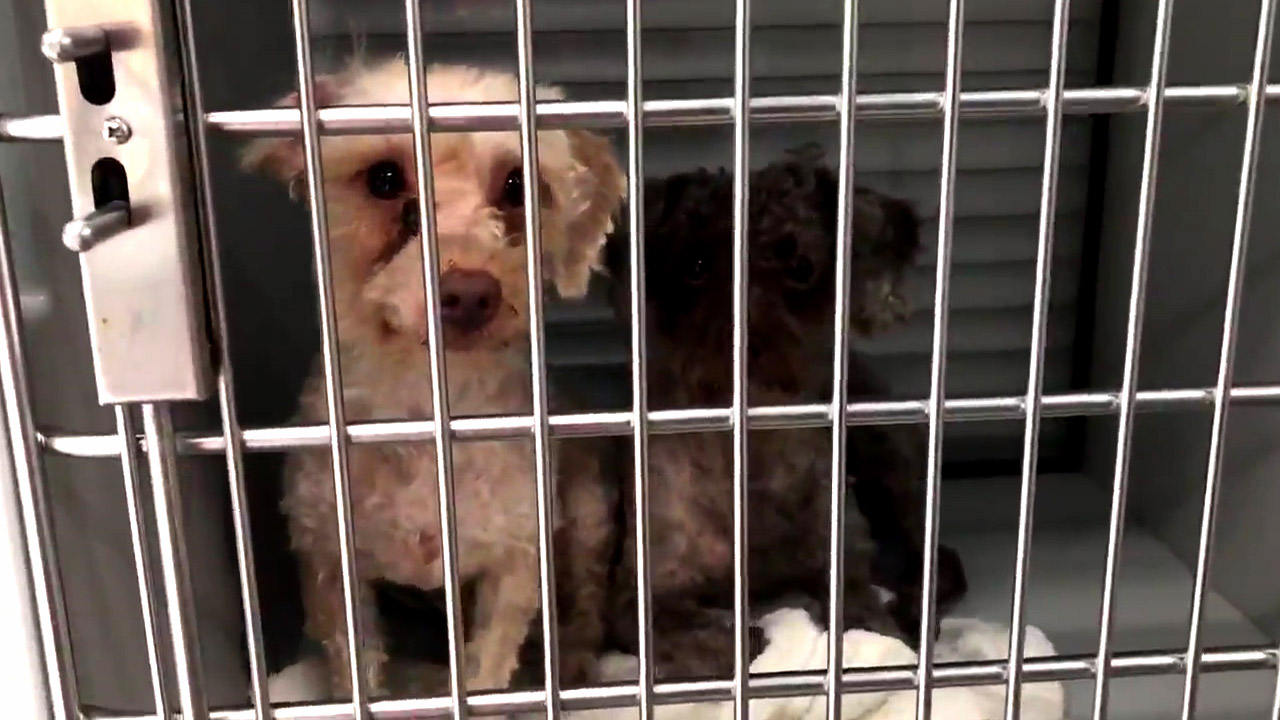 Dozens of neglected dogs rescued from filthy conditions in West New York home