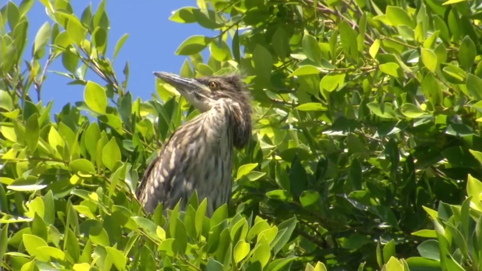 Bird rescue operation continues after tree splits in half in Oakland