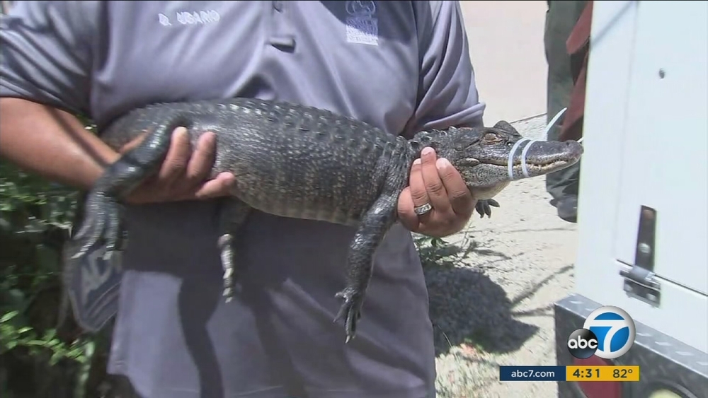 Dozens of snakes, alligators seized in Thousand Oaks
