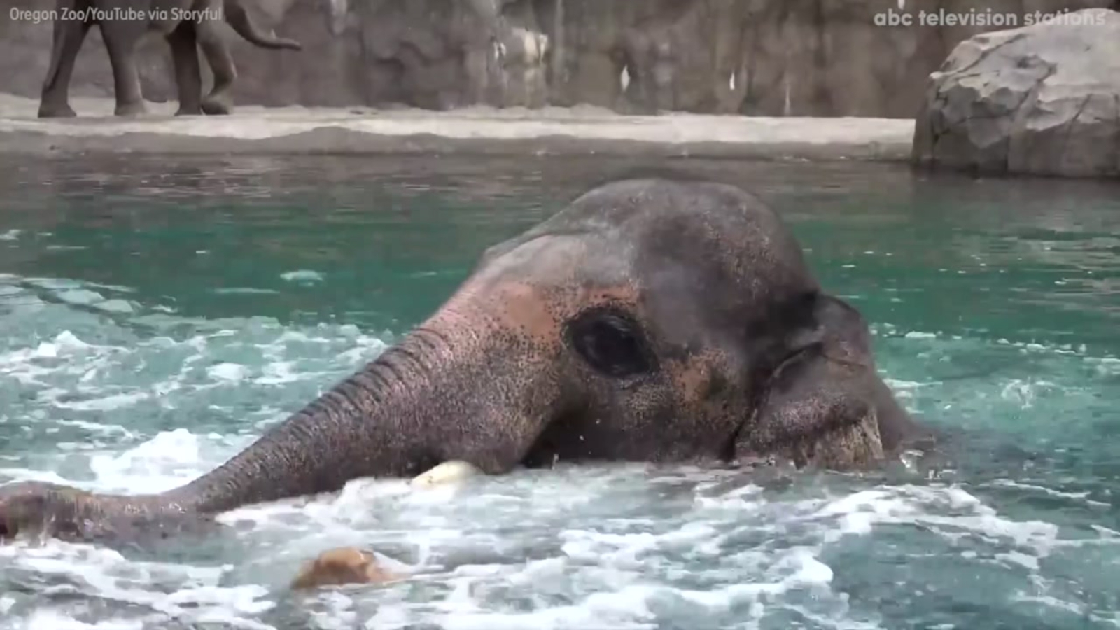 Adorable elephant tries handstand in water ABC7 San Francisco