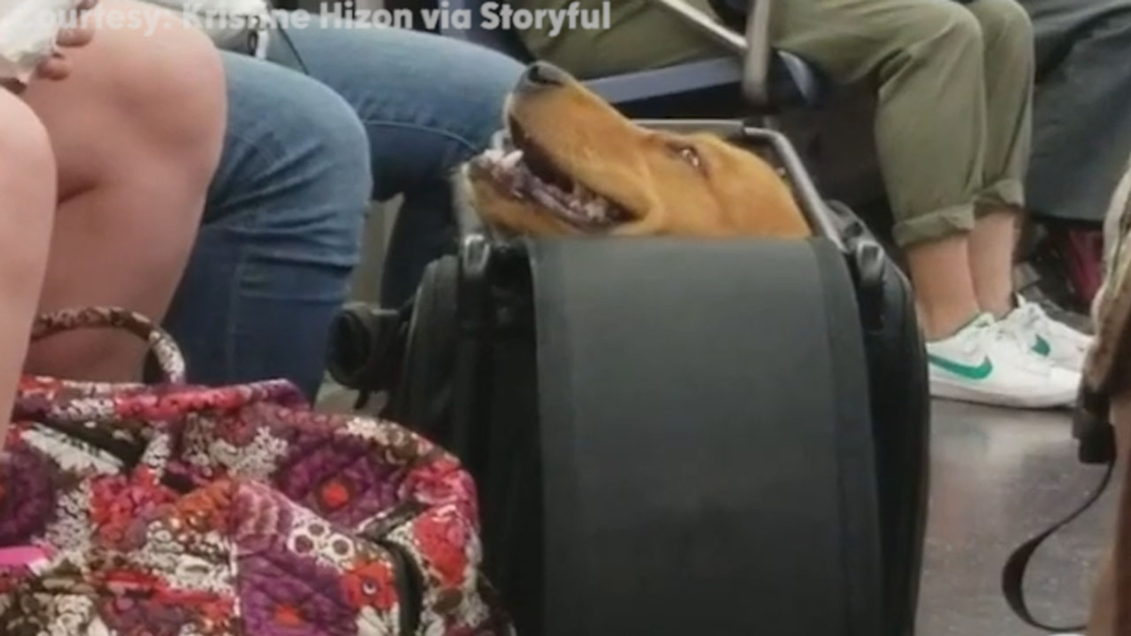 All aboard! Grinning Golden Retriever rides subway in luggage ABC7