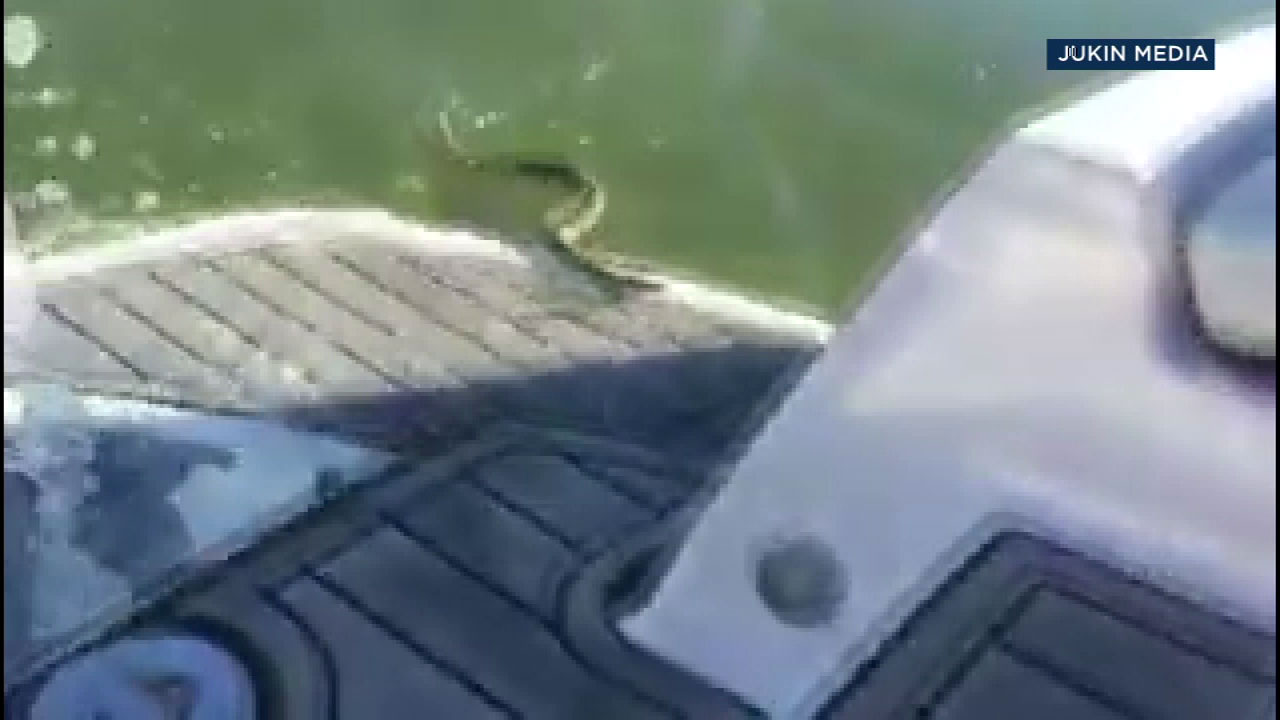 CA boaters panic as rattlesnake nearly makes it on board