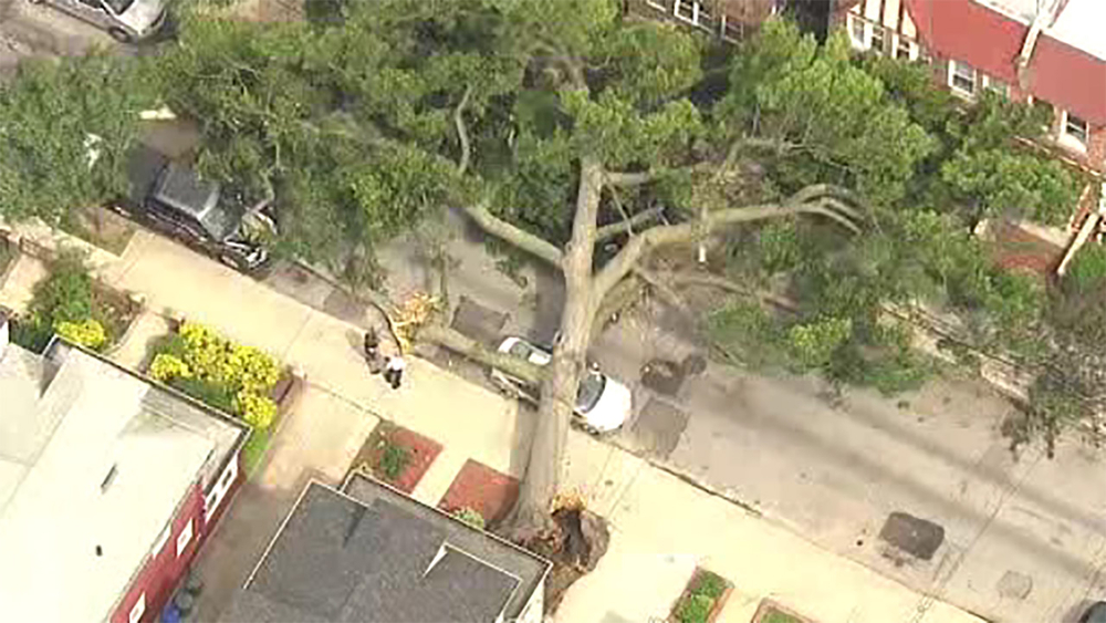 Downed tree takes out much of Bronx street