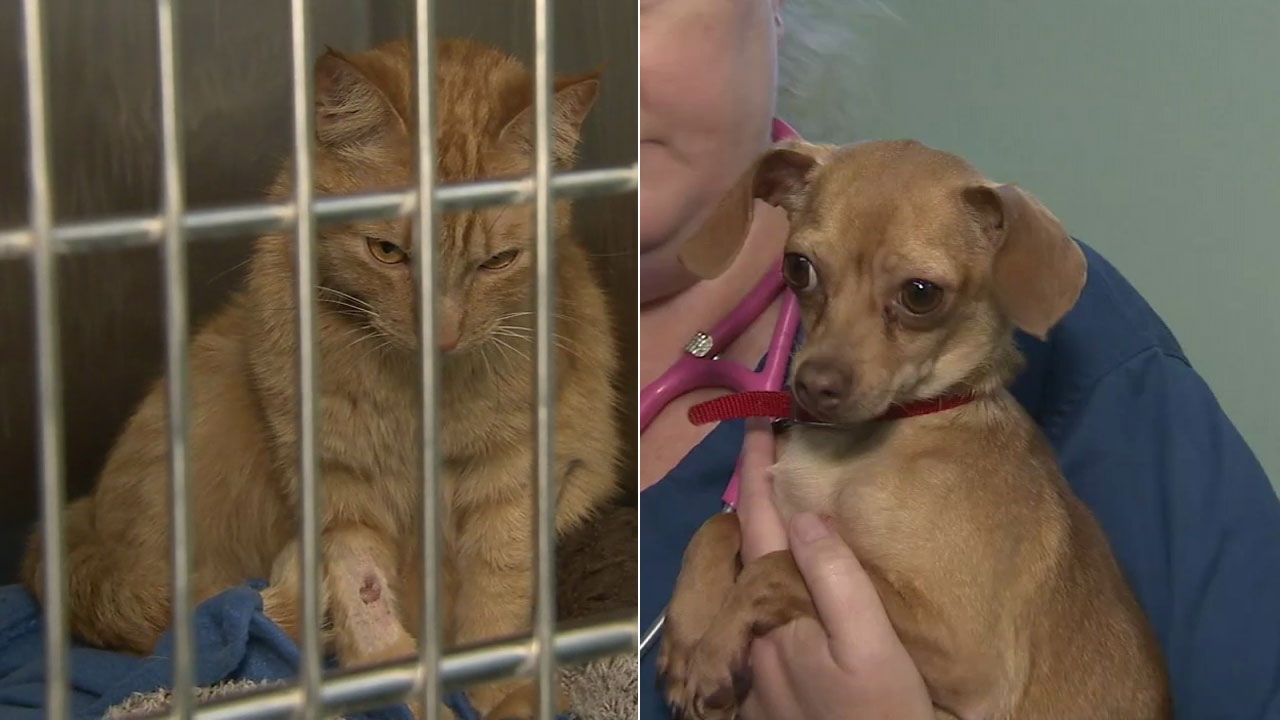 2 pets rescued from hot car in Ontario will fully recover, vet says