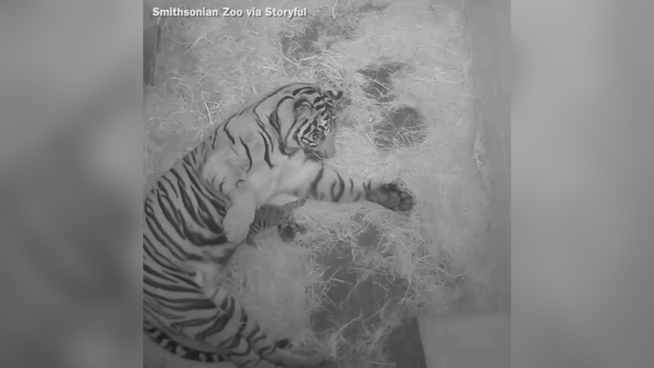VIDEO: Endangered Sumatran tiger born