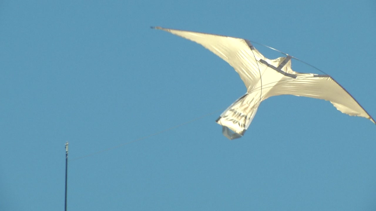 Meet Falcon McFalconface: The Athletics' new bird abatement kite!