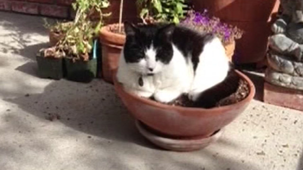 Owners of cats killed by San Jose man say maximum sentence not enough