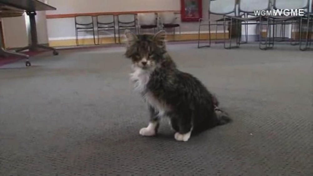NH students design wheelchair for blind kitty