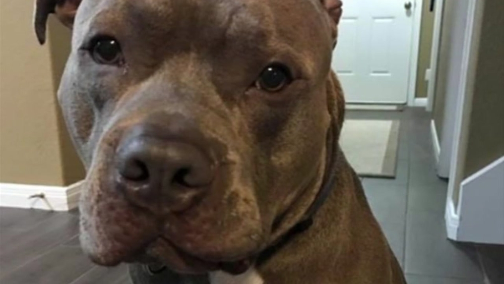 Family wants answers after officer fatally shoots dog