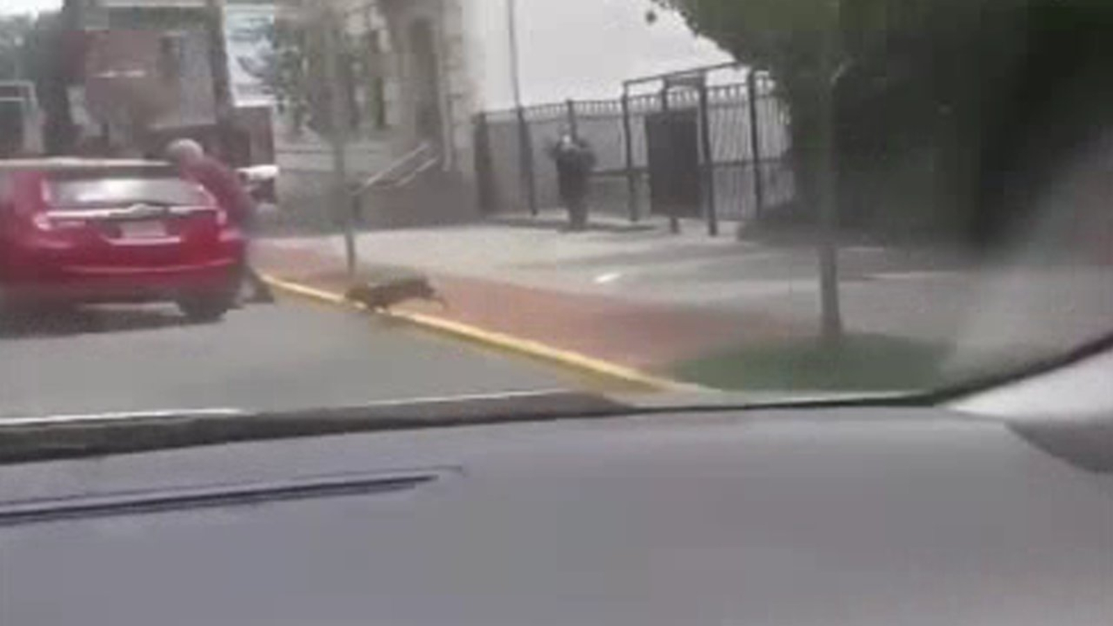 Caught on camera Dog thrown from car during New Jersey road rage incident ABC7 New York