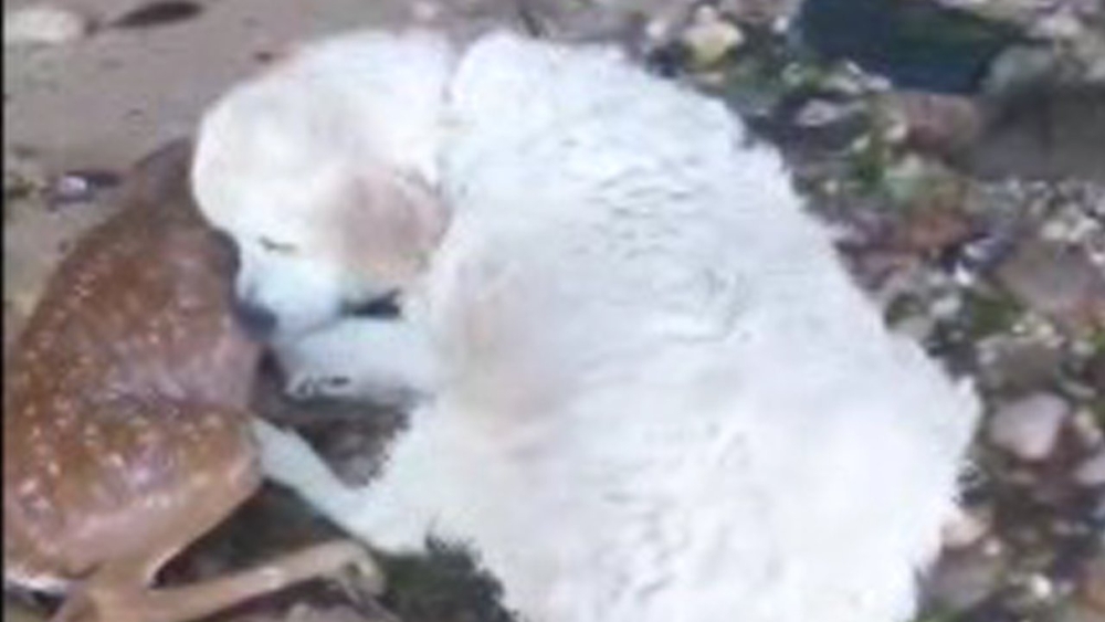 Heroic pooch rescues struggling fawn from Long Island Sound