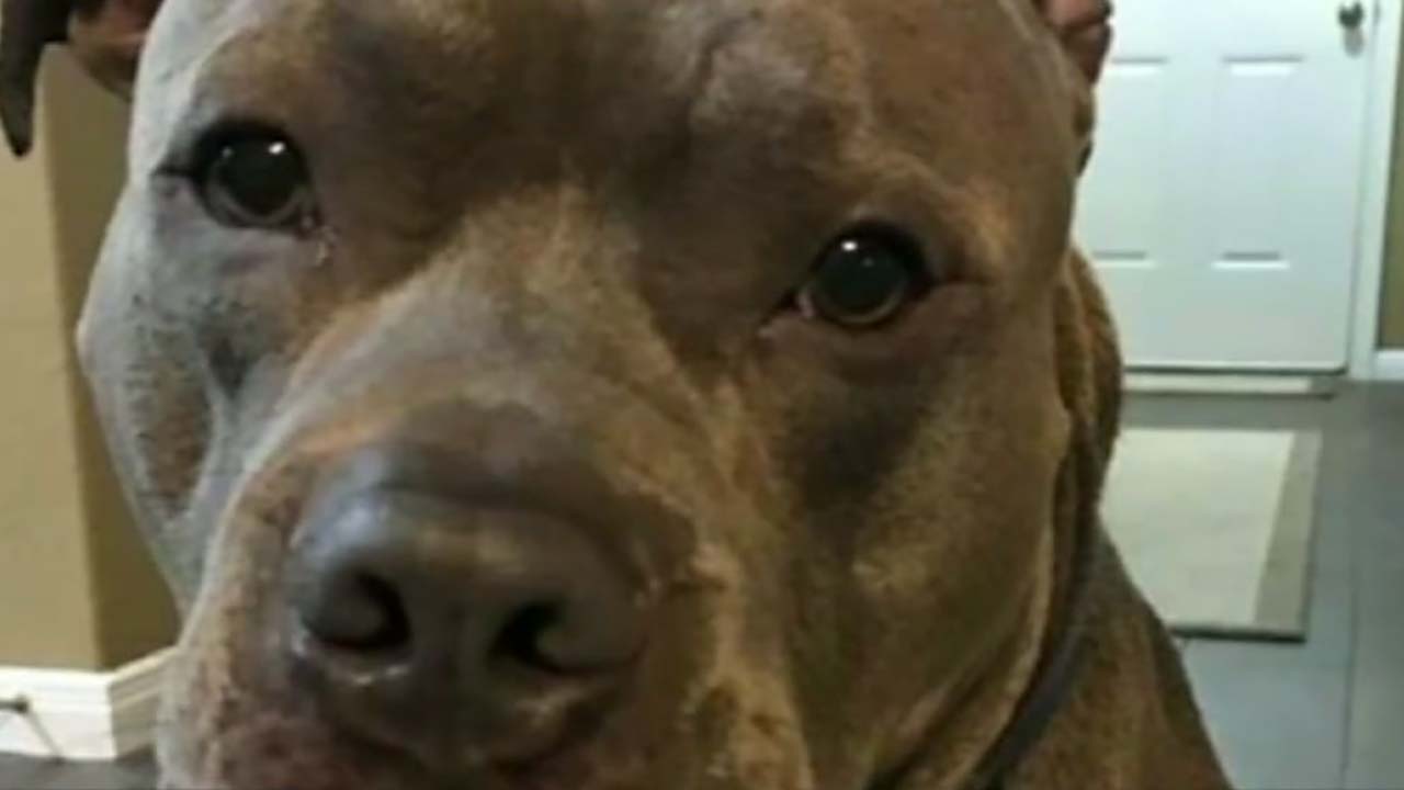 Dog owner demands to see body cam after dog shot
