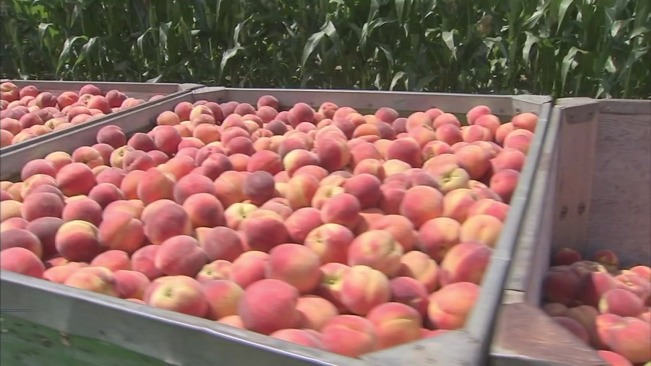 Jersey peaches are back and better than ever