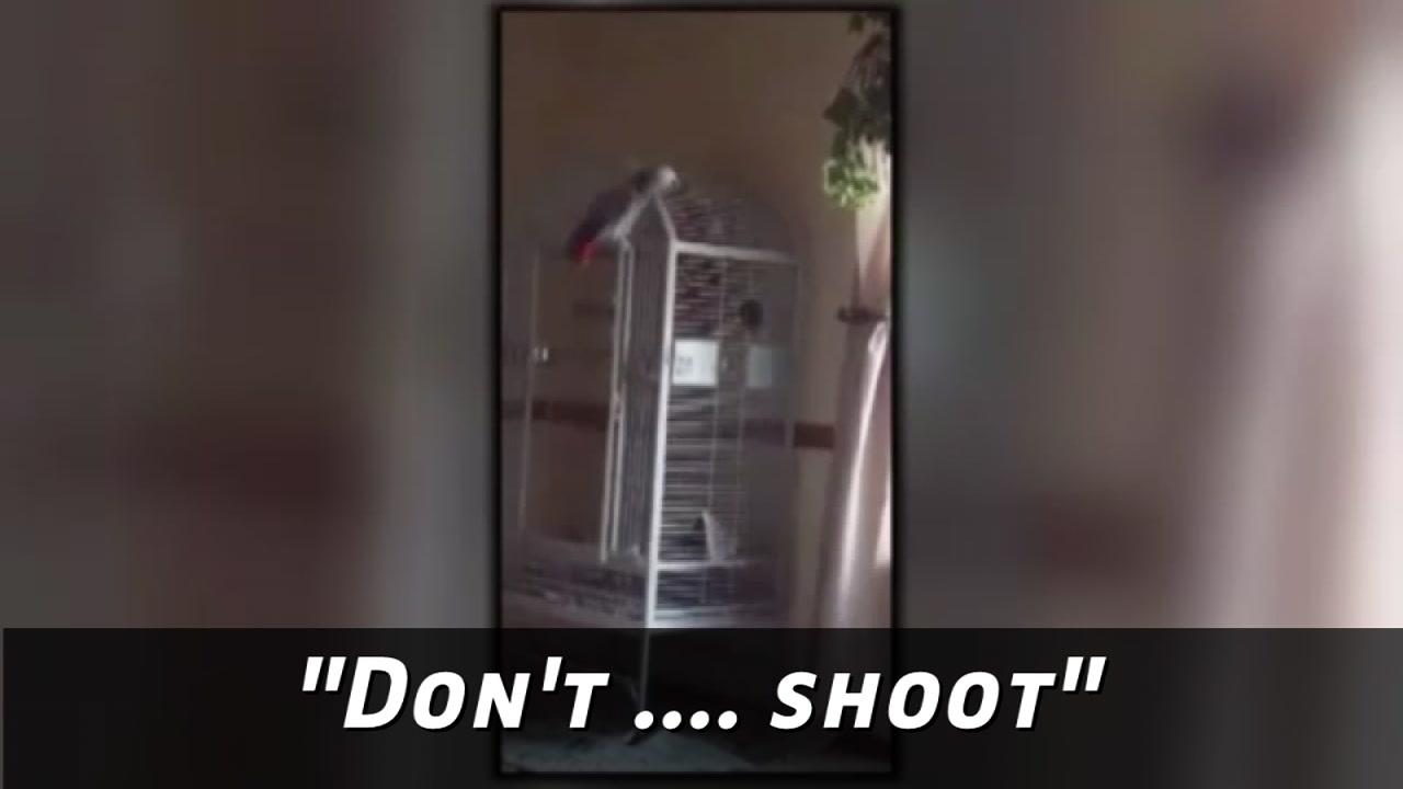 A parrot is the key witness in a murder trial