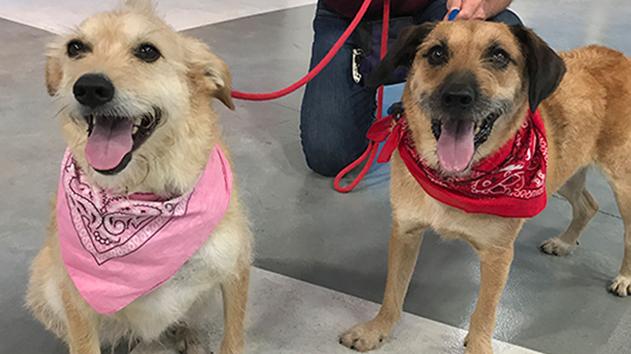 Pets of the Week: Terrier mixes Izzy and Buster