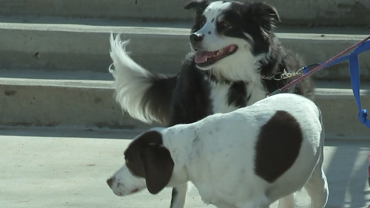 petsmart banfield mcknight road