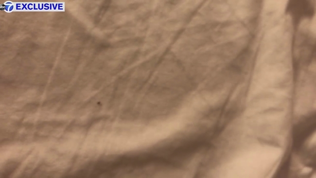 Bedbugs Abc7chicagocom - 