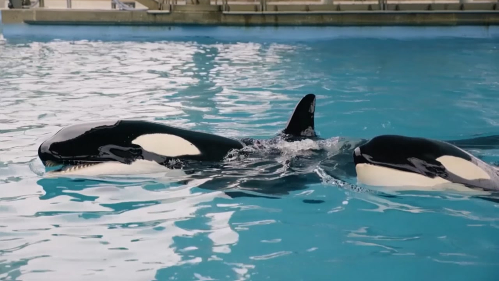 3monthold killer whale dies at SeaWorld San Antonio ABC7 New York
