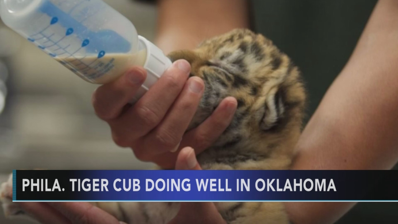 Tiger cub sent to Oklahoma zoo accepted by new mother