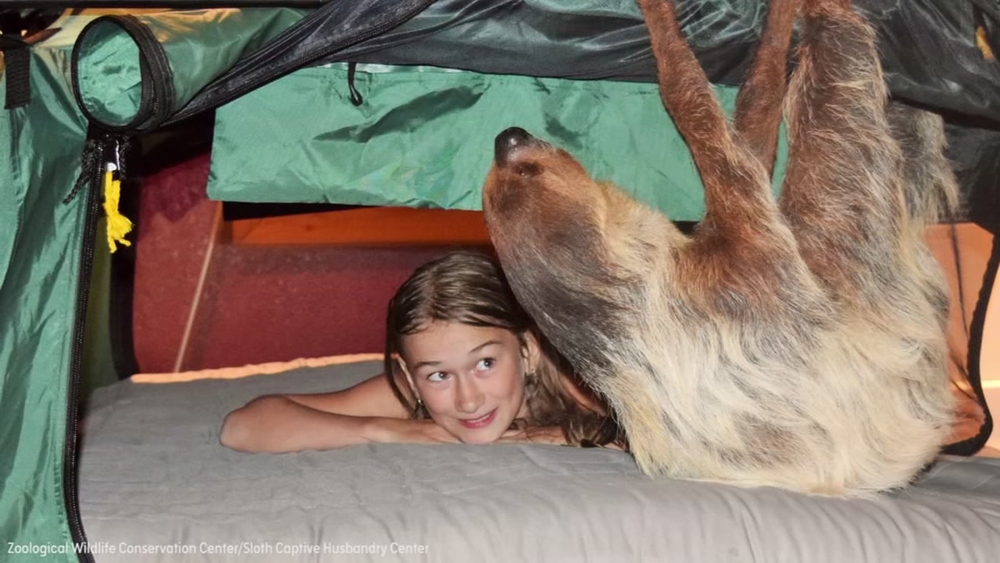 This is what a sloth slumber party looks like