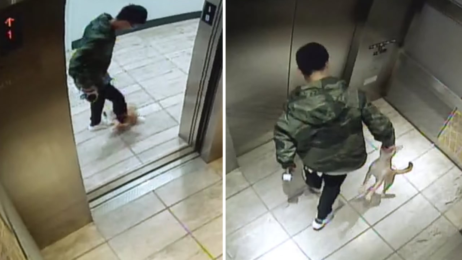 Man caught on camera kicking puppy pleads no contest ABC7 Chicago