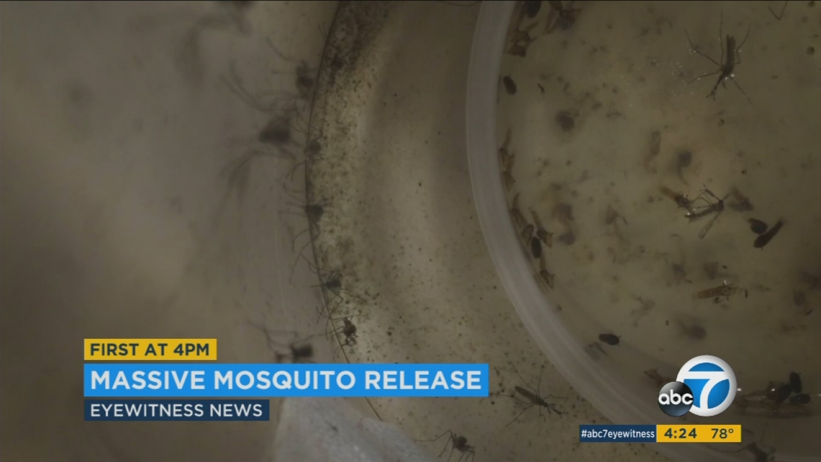 20 million mosquitoes will be released in Fresno to prevent viruses