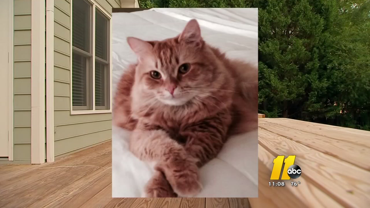 Cat death, disappearance shakes Cary family
