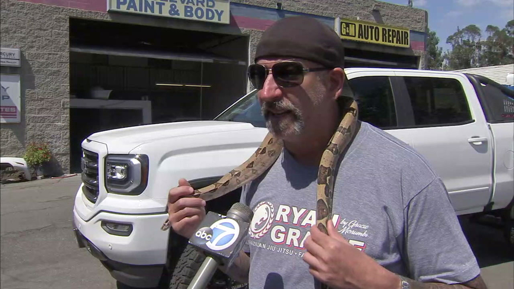 Pet boa rescued from inside truck panel