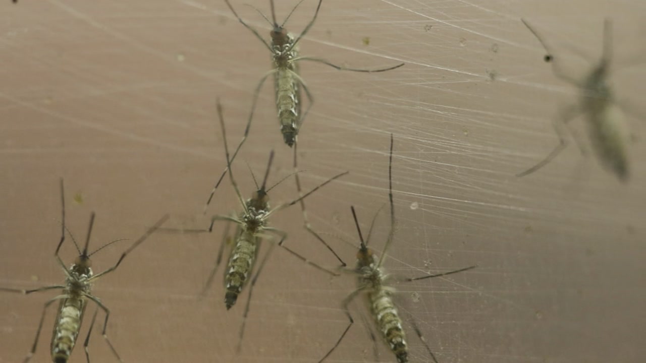 Officials detect 1st Zika transmission in Texas this year