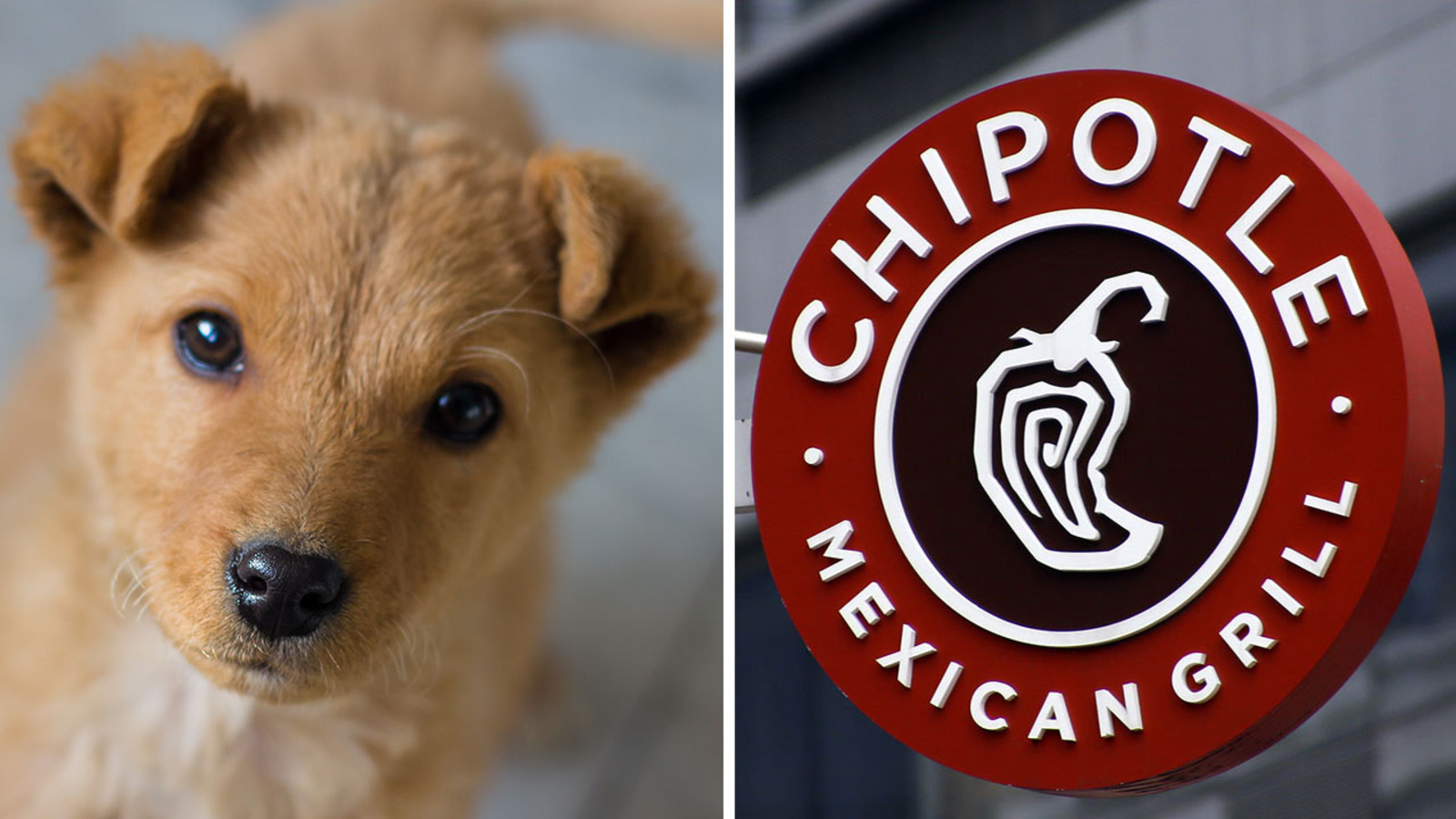 Chipotle and Houston SPCA team up for fundraiser ABC13 Houston