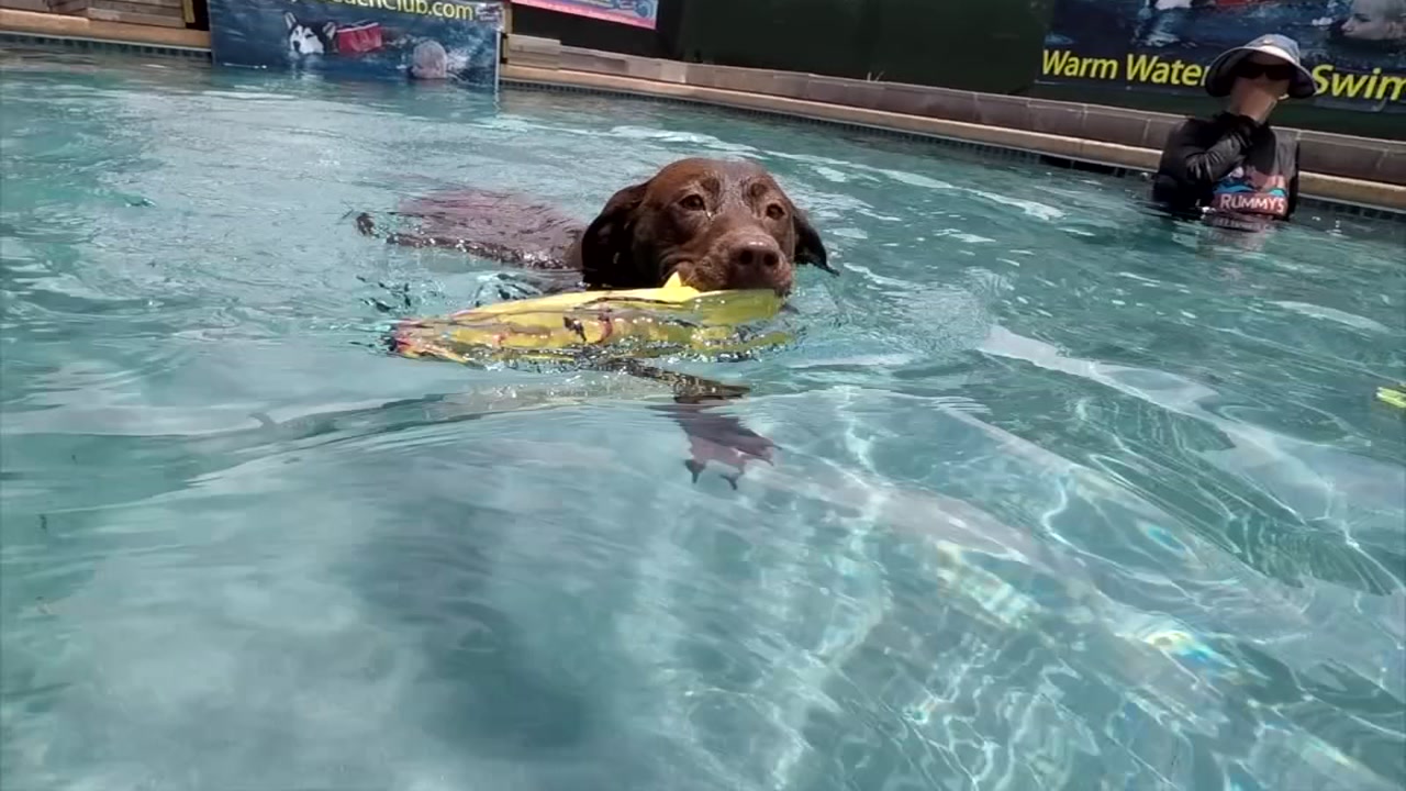 Give Fido a private vacation at Rummy's Beach Club