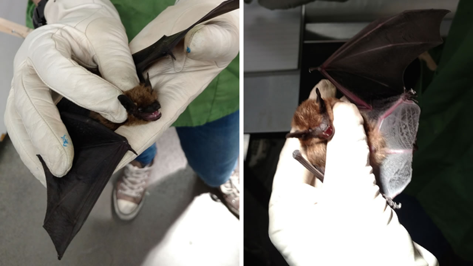 Bat infected with rabies found in Clayton children's park ABC7 San