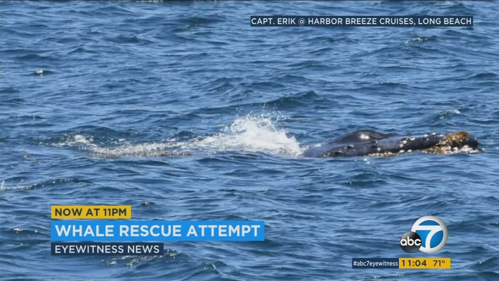 Whale entangled in fishing line spotted off Palos Verdes coast
