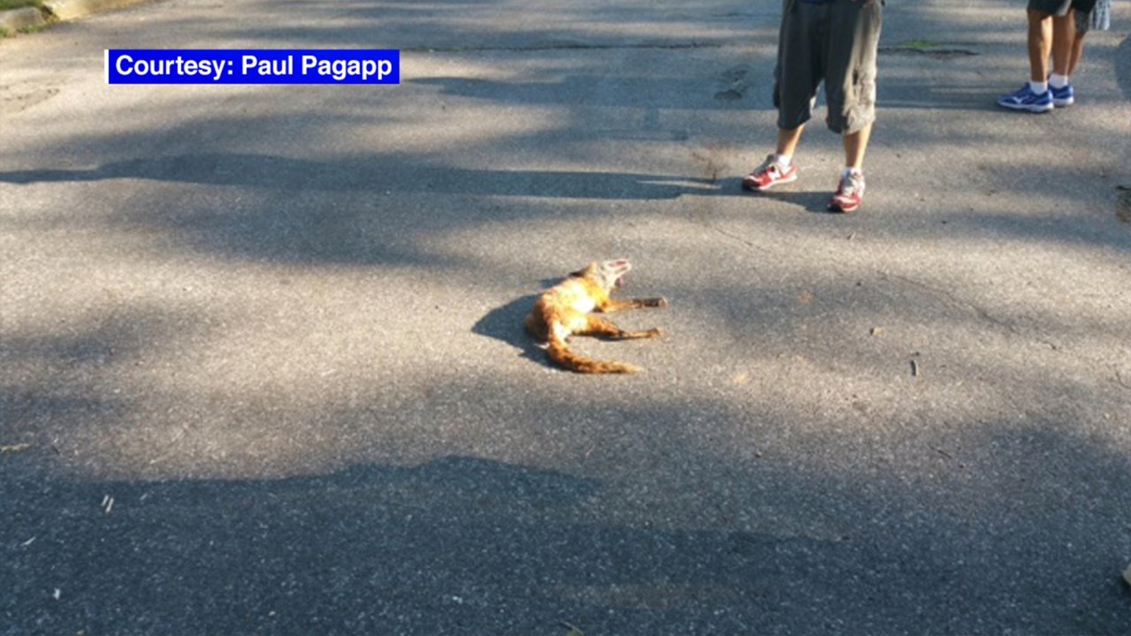 Woman attacked by rabid fox in Glen Ridge, New Jersey ABC7 New York