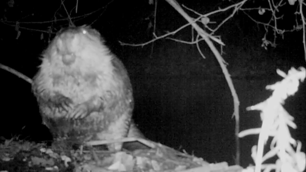 Family of beavers moves to Los Gatos Creek for first time in 170 years