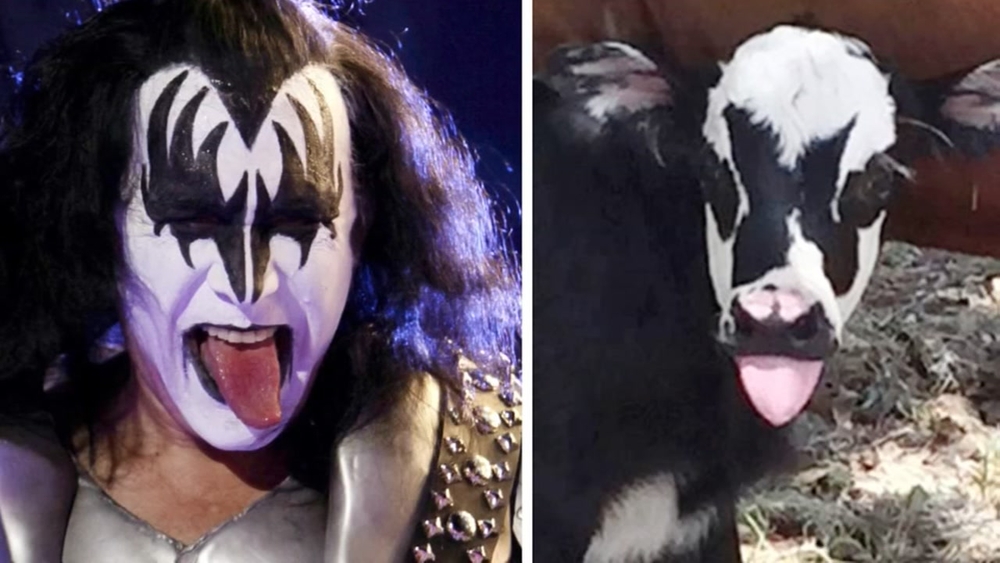 Newborn Texas calf is doppelgänger to KISS' Gene Simmons