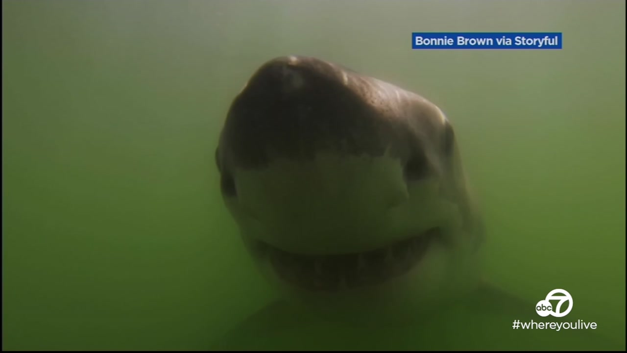 VIDEO: Young sharks swimming close to shore in Santa Cruz
