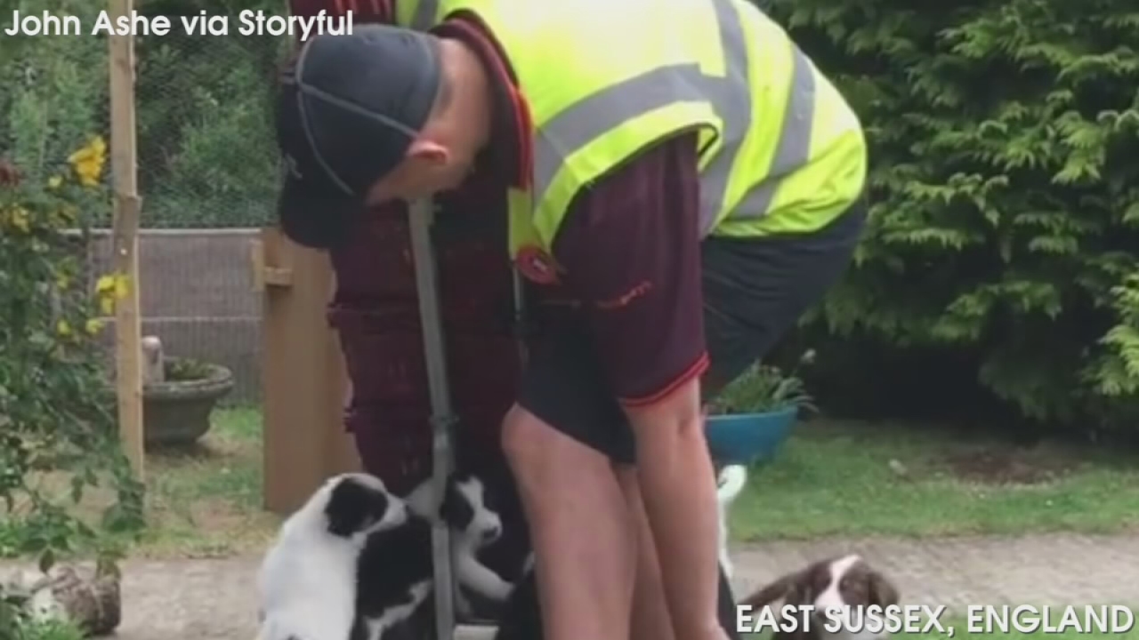VIDEO: Puppies make delivery person's job difficult
