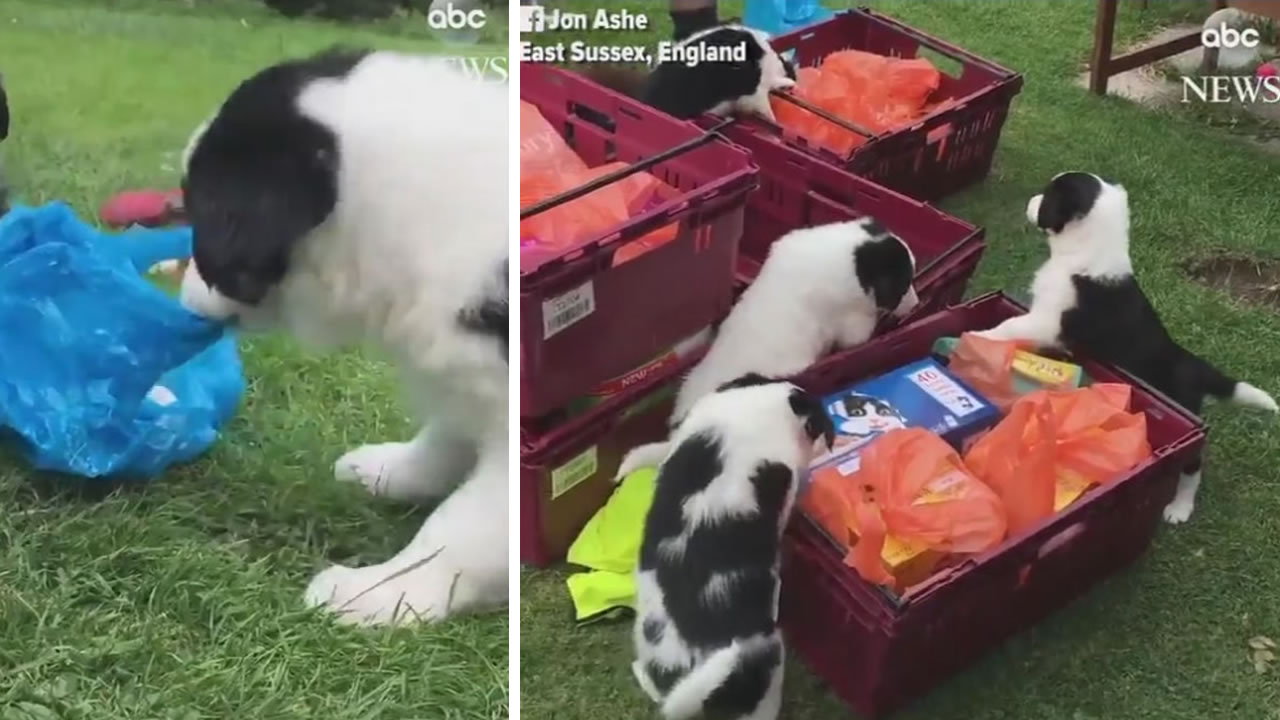 VIDEO: UK delivery man overwhelmed by precious puppies