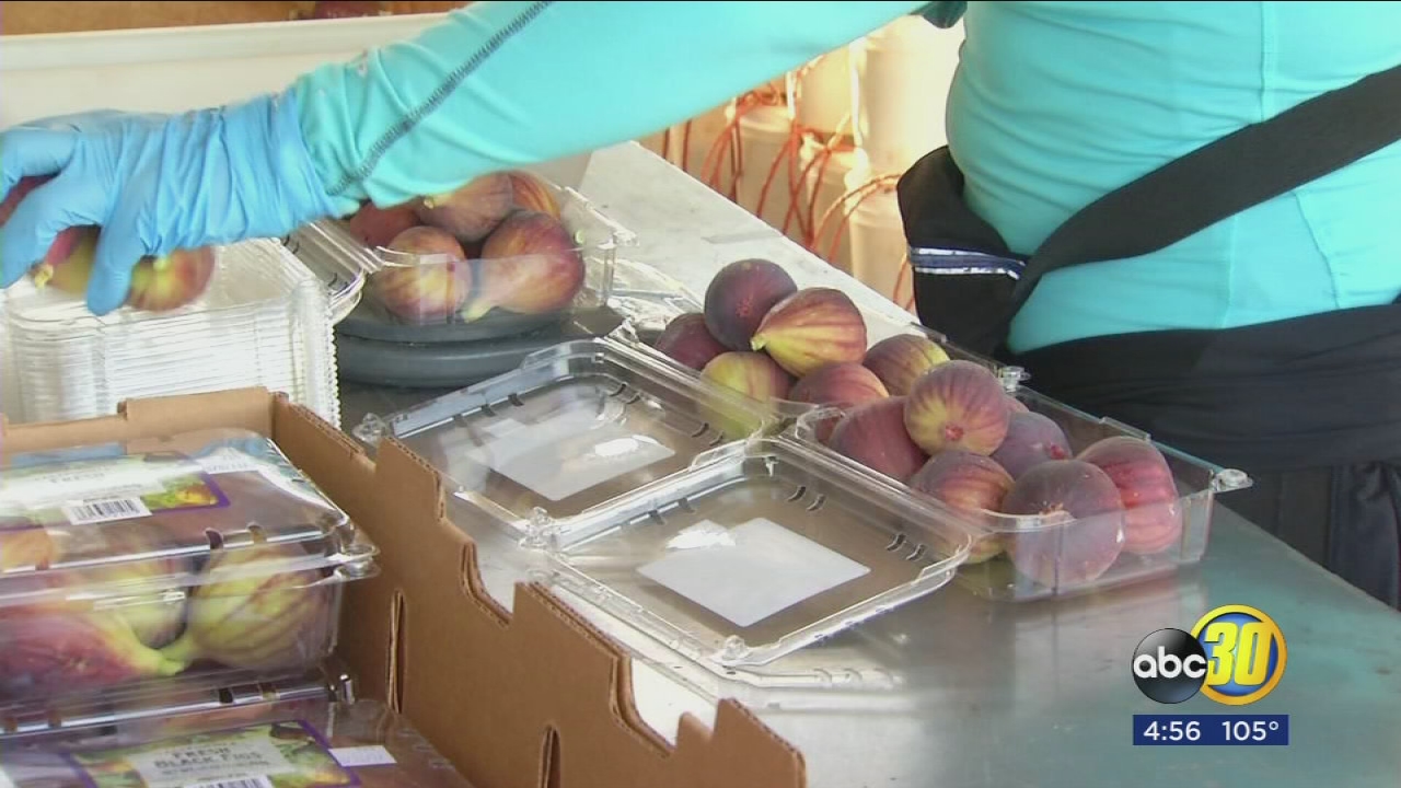 Valley farmers celebrate beginning of fig harvest