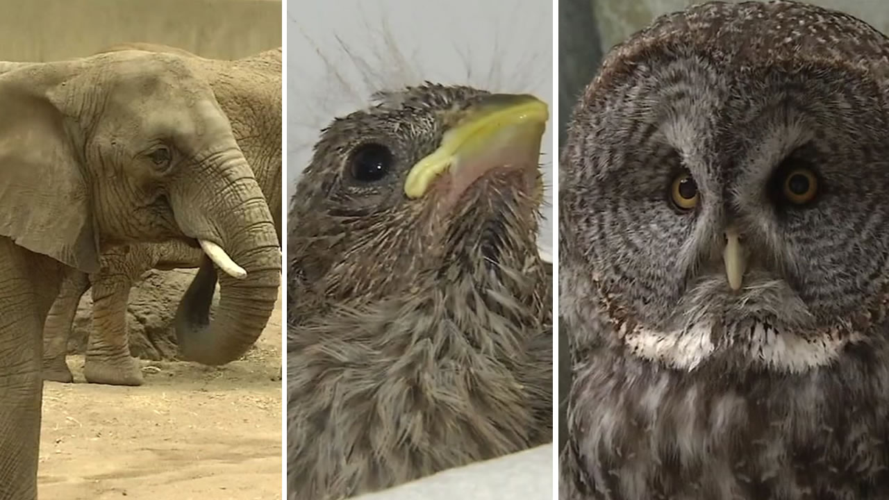 Wild animals impacted by Bay Area heat wave
