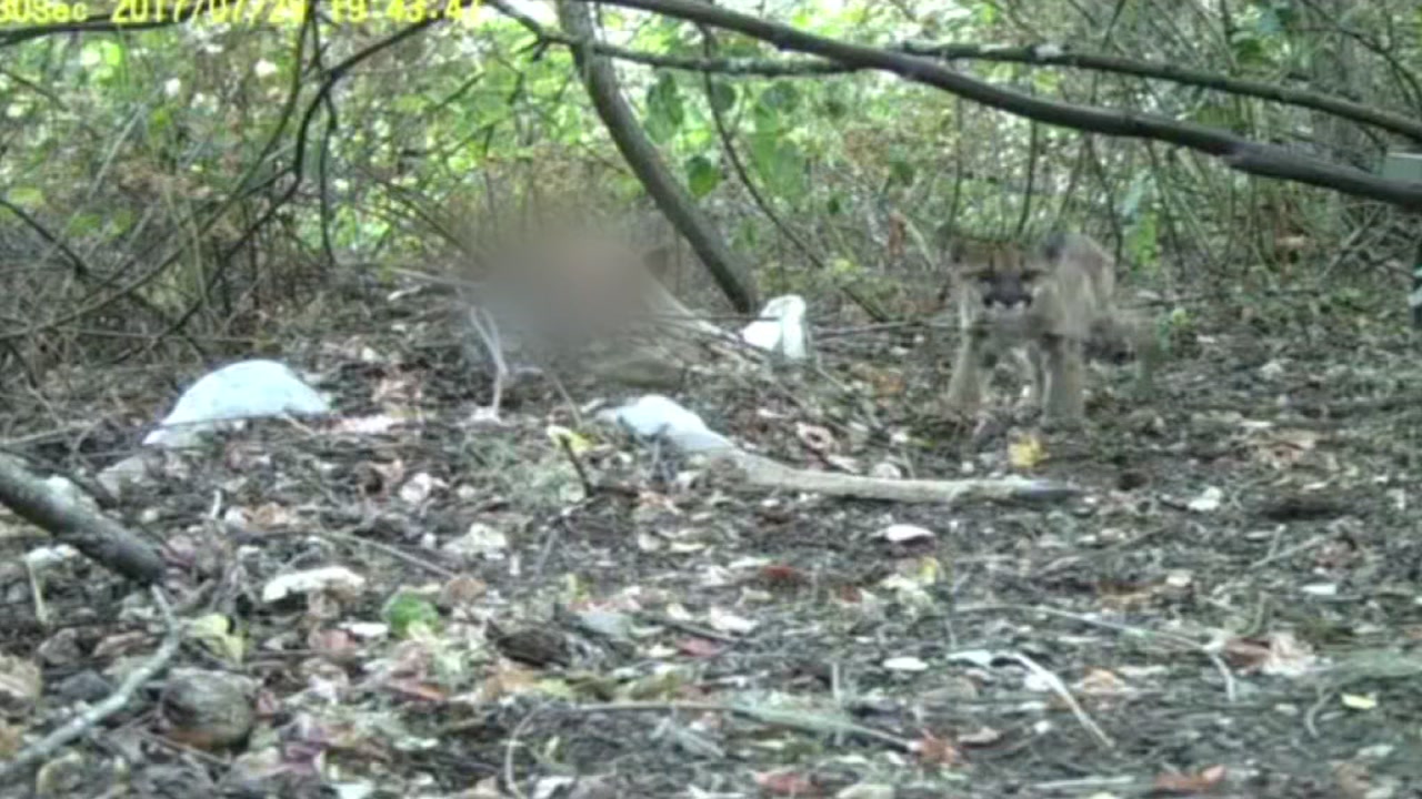 Mountain Lion kittens spotted near San Rafael 