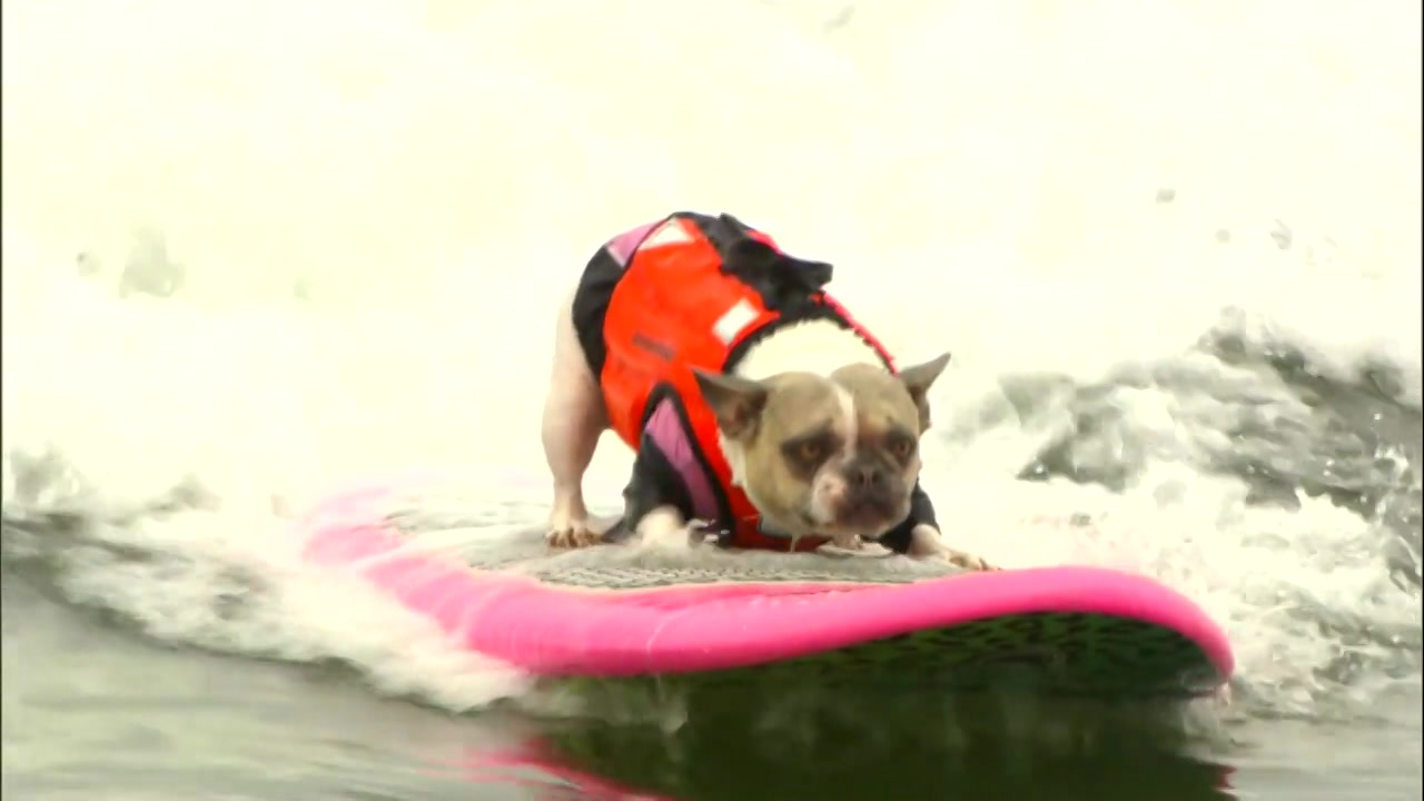 Surfs up for these adorable dogs